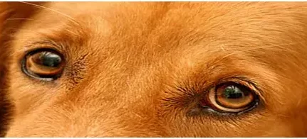 Displasia coxofemoral em cães