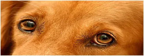 Displasia Coxo Femural