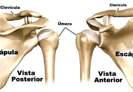 Especialista em ombro