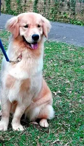 Adestramento de Cães Básico