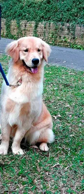 Adestramento de Cães Básico