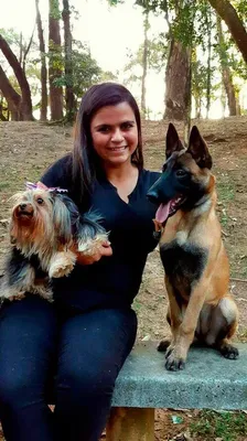Adestramento Profissional de Cães Preço