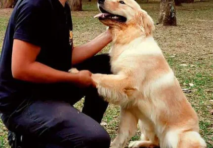 Adestramento Profissional de Cães Preço