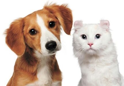 Cirurgia em Cães