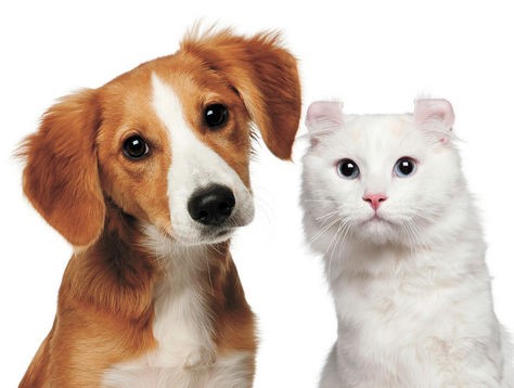 Cirurgia em Cães