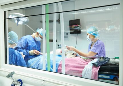 Cirurgia em Gatos