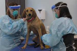 Oncologista Veterinario