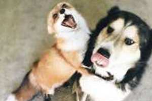 Diarreia em Cães