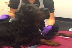 Doença Do Carrapato em Cães
