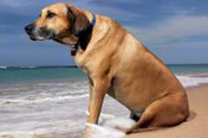 Giárdia em Cães