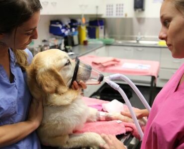 Laboratório Veterinário
