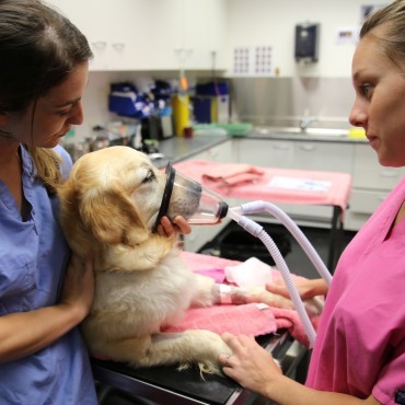 Laboratório Veterinário