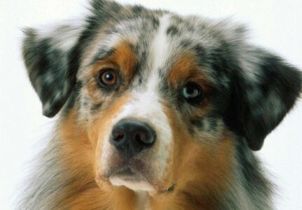 Tumor de Mama em Cachorras