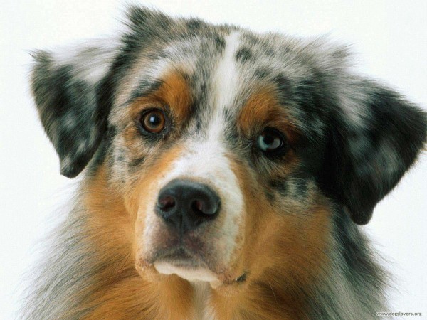 Tumor de Mama em Cachorras