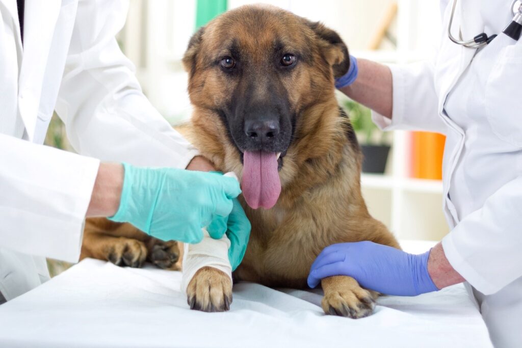Tumores em Cães