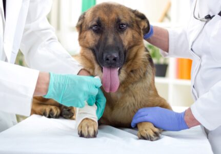 Tumores em Cães