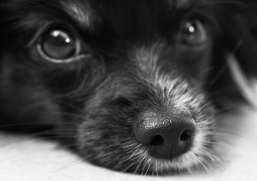 Vacina em Cães