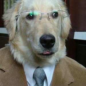 Veterinário Emergência