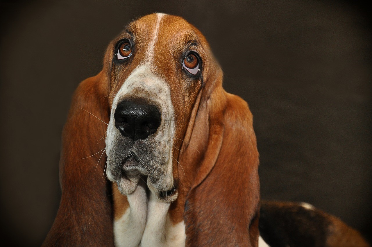 Linfoma em Cães