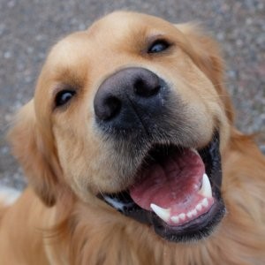 Microchip em Cães