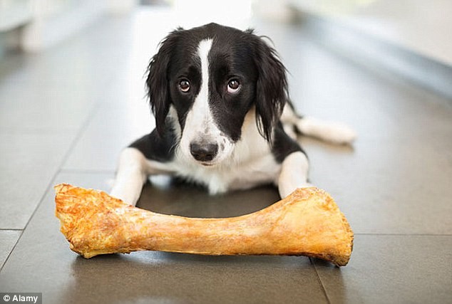 Febre em Cães