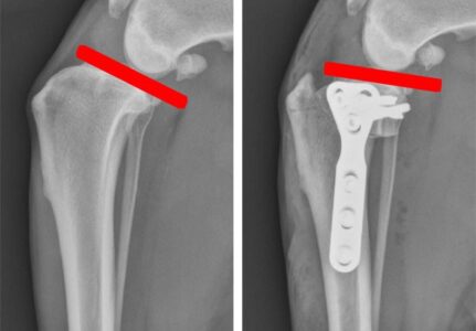 Ruptura de Ligamento em Cães