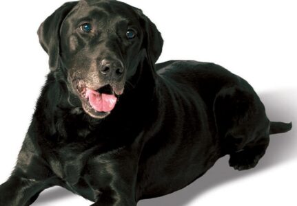 Mastocitoma em Cães