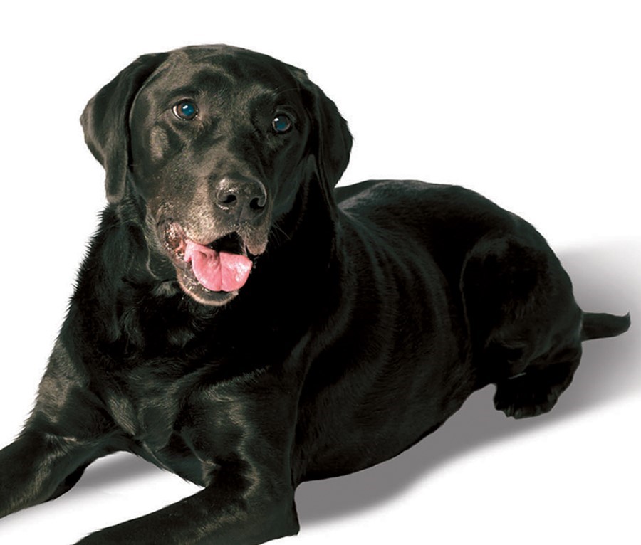 Mastocitoma em Cães