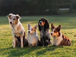 Diarreia em Cães