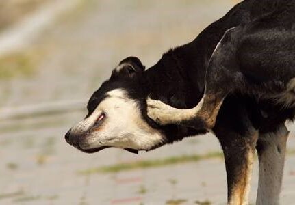 Coceira em Cães