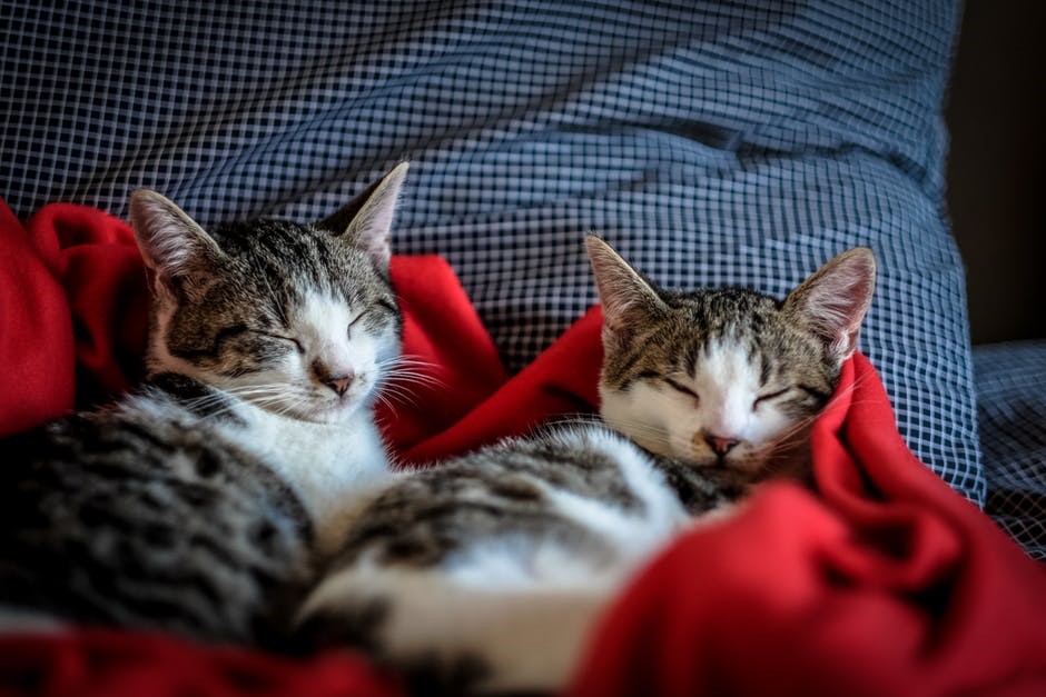 Vacina em Gatos