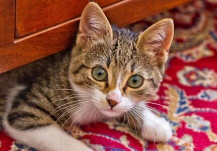 Tumor de Mama em Gatas