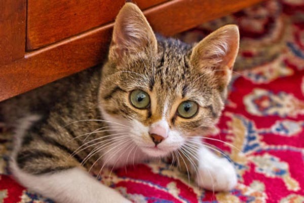 Tumor de Mama em Gatas