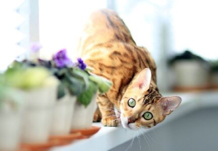 Tumores em Gatos