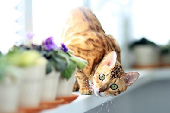 Tumores em Gatos